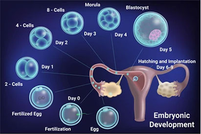 india best test tube baby centre ashoka advanced ivf
