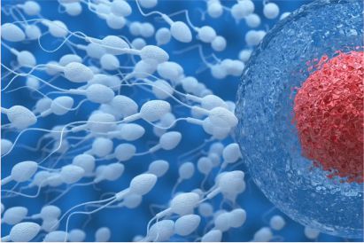 IVF (In-Vitro fertilization) , ivf raipur